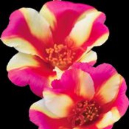 Picture for category Portulaca Plants (Purslanes)