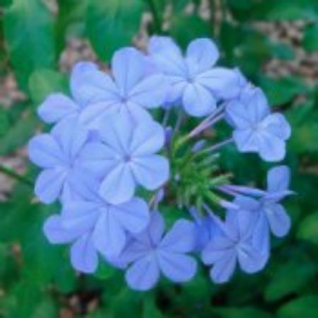 Picture for category Plumbago (Leadwort)