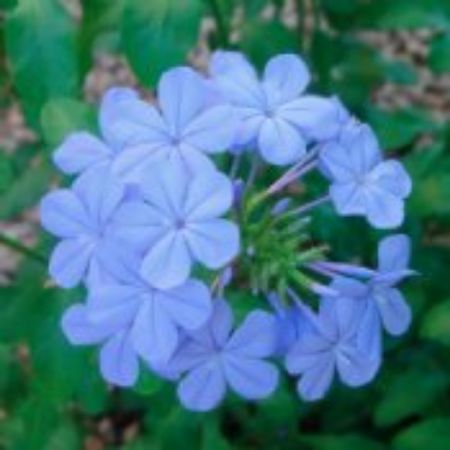 Picture for category Plumbago Plants (Leadwort)