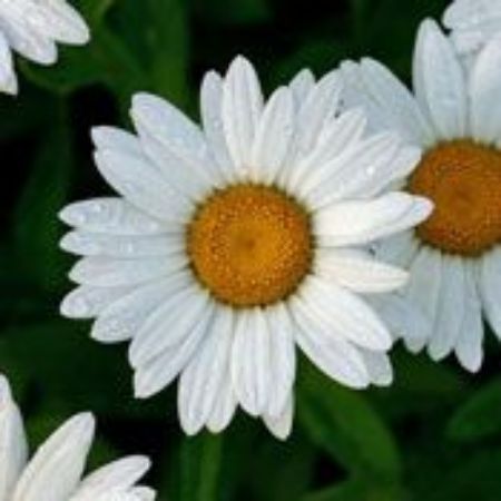 Picture for category Leucanthemum Plants (Shasta Daisy)