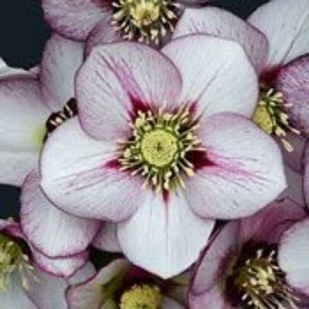 Picture for category Helleborus Plants (Lenten Roses)