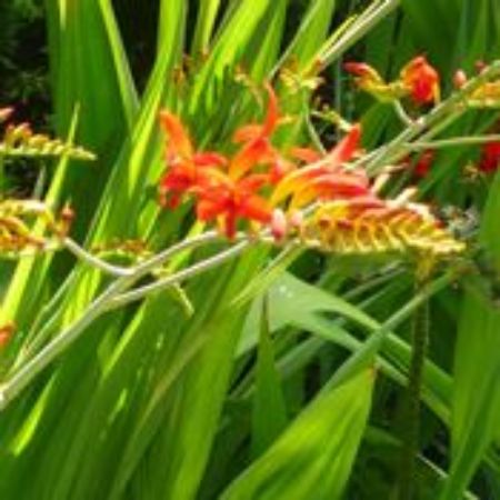 Picture for category Crocosmia Plants (Coppertips)