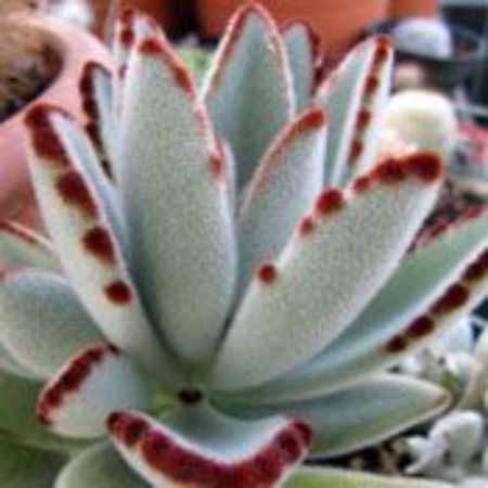 Picture for category Kalanchoe Plants (Flaming Katy)