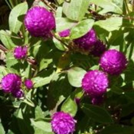 Picture for category Gomphrena Plants (Globe Amaranth)