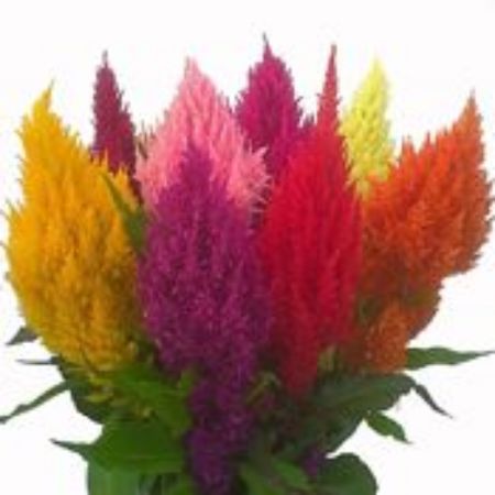Picture for category Celosia Plants (Cockscomb)