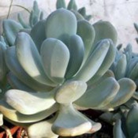 Picture for category Pachyphytum Plants (Silver Bracts)