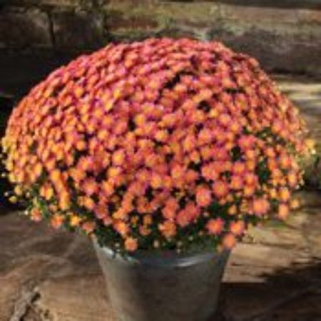 Picture for category Yoder Mum Plants