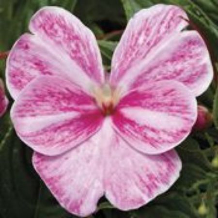 Picture for category New Guinea Impatiens