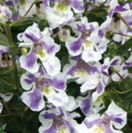 Picture for category Angelonia Plants (Summer Snapdragon)