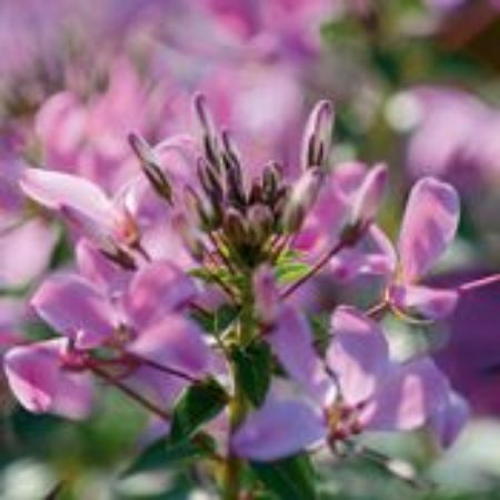 Picture for category Cleome Plants (Spider Flower)