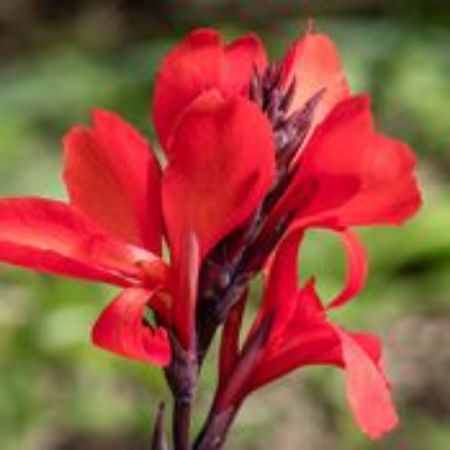 Picture for category Canna Plants (Canna Lily)