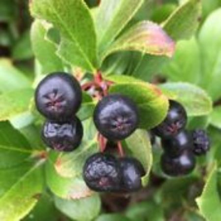 Picture for category Aronia Berry Plants (Chokeberry)