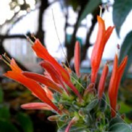 Picture for category Dicliptera Plants (Hummingbird Plant)
