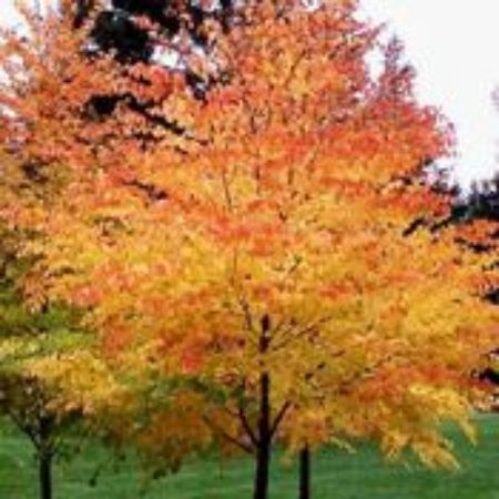 Picture for category Acer Trees (Japanese Maple)