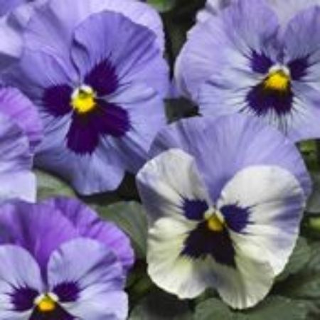 Picture for category Pansy Plants (Viola)