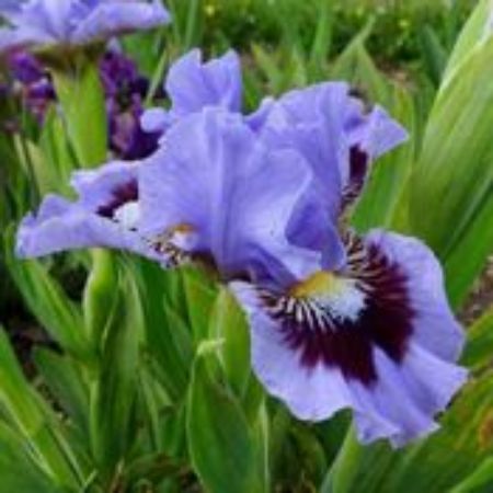 Picture for category Iris