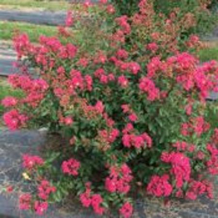 Picture for category Lagerstroemia Plants (Crape Myrtle)