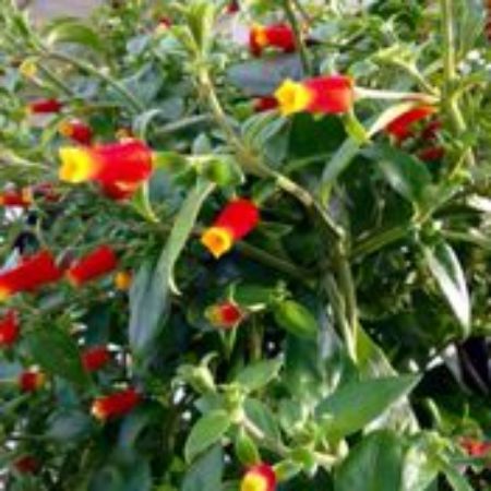 Picture for category Manettia Plants (Candy Corn Vine)
