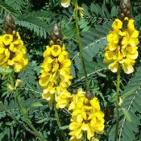 Picture for category Cassia Plants (African Senna)