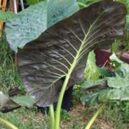 Picture for category Alocasia Plants (Elephant Ear)