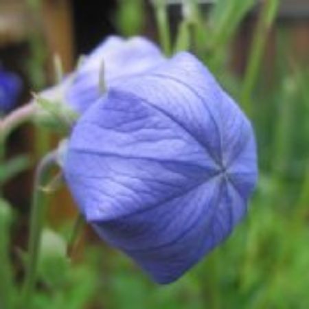 Picture for category Platycodon Plants (Balloon Flower)