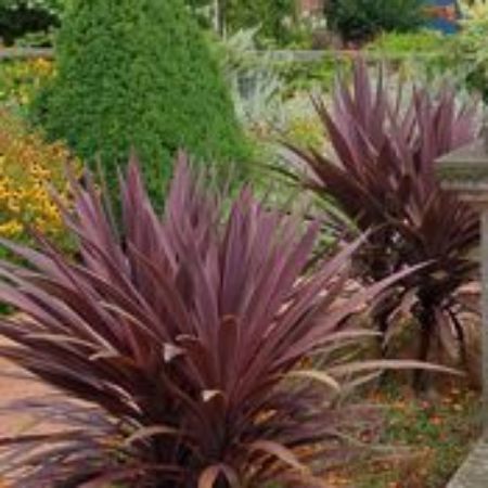 Picture for category Cordyline Plants (Cabbage Tree)