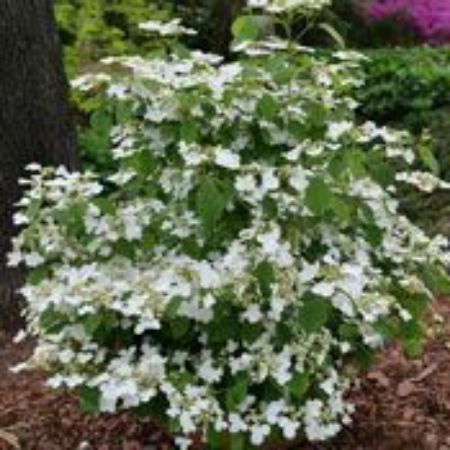 Picture for category Viburnum Bushes