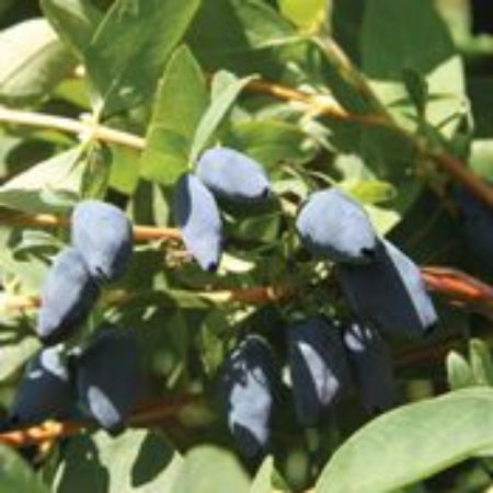 Picture for category Honeyberry Plants (Haskap)