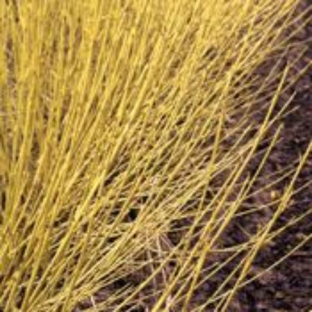 Picture for category Dogwood Bushes (Red Twig)