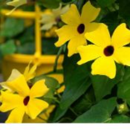 Picture for category Thunbergia Plants (Black Eyed Susan Vine)