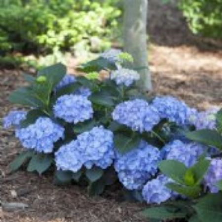 Picture for category Shrubs for Small Gardens