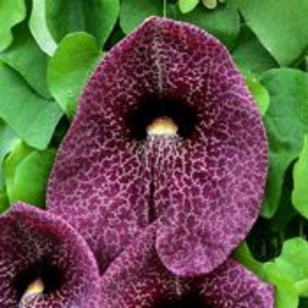 Picture for category Dutchman's Pipe Plants (Pelican Flower)