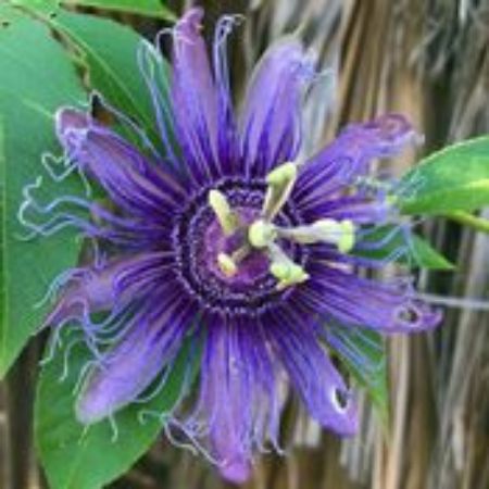 Picture for category Passiflora Plants (Passion Flower)