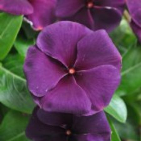 Picture for category Catharanthus Plants (Annual Vinca)