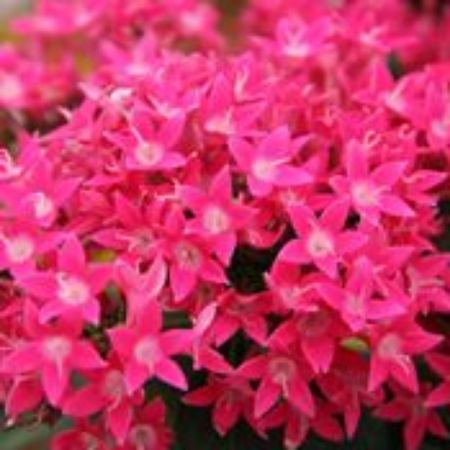 Picture for category Pentas Plants (Egyptian Stars)