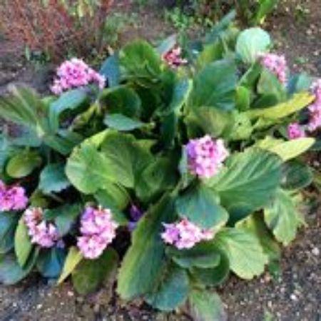 Picture for category Bergenia Plants (Pigsqueak)