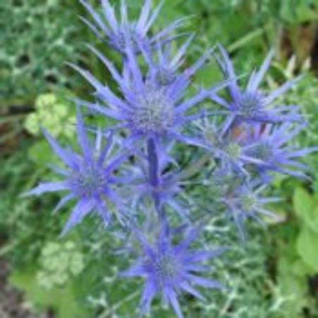 Picture for category Eryngium Plants (Sea Holly)