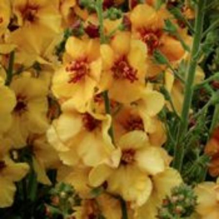 Picture for category Verbascum Plants (Wooly Mullein)