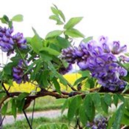 Picture for category Wisteria