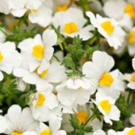 Picture for category Nemesia Plants (Cape Snapdragon)