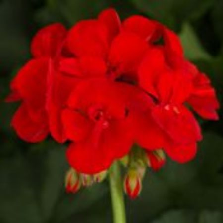 Picture for category Red Plants for Containers