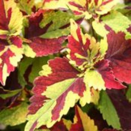 Picture for category Foliage Plants for Containers