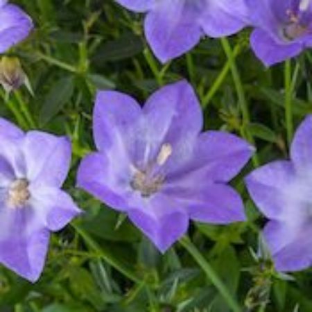 Picture for category Campanula Plants (Bellflower)