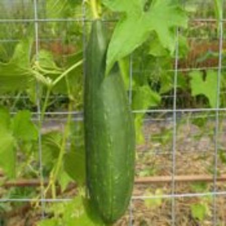 Picture for category Gourd Plants