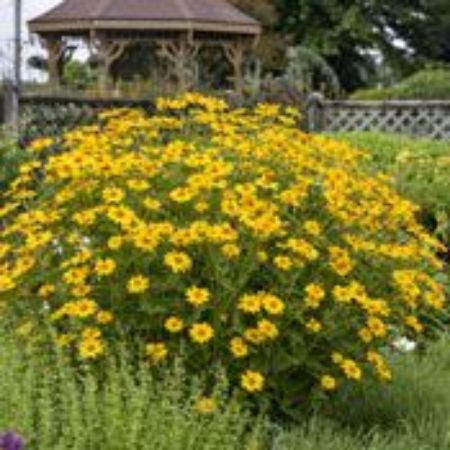 Picture for category Heliopsis Plants (False Sunflower)