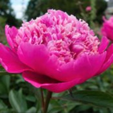 Picture for category Peony