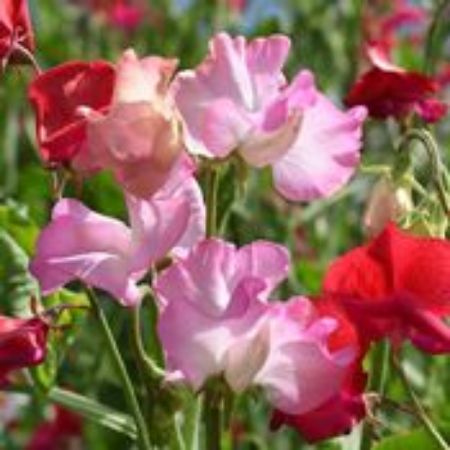 Picture for category Sweet Peas Plants (Lathyrus odoratus)