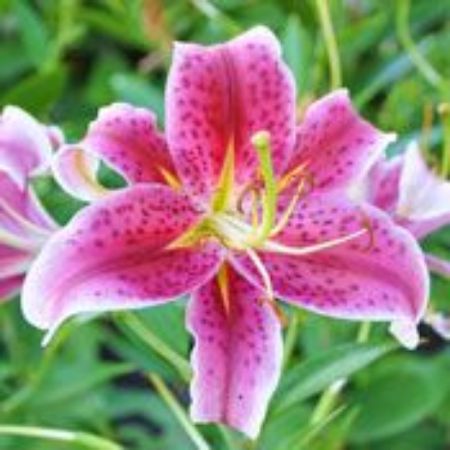 Picture for category Lilies