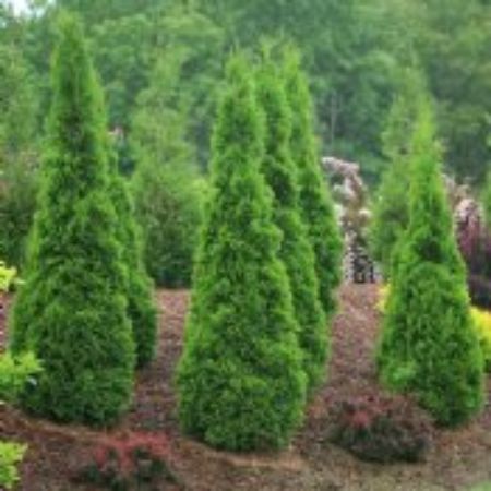 Picture for category Evergreen Bushes and Shrubs