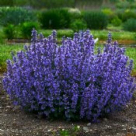 Picture for category Purple Flowering Perennials